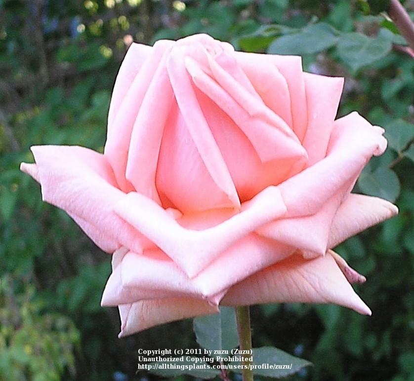 Photo of Rose (Rosa 'Breath of Life') uploaded by zuzu