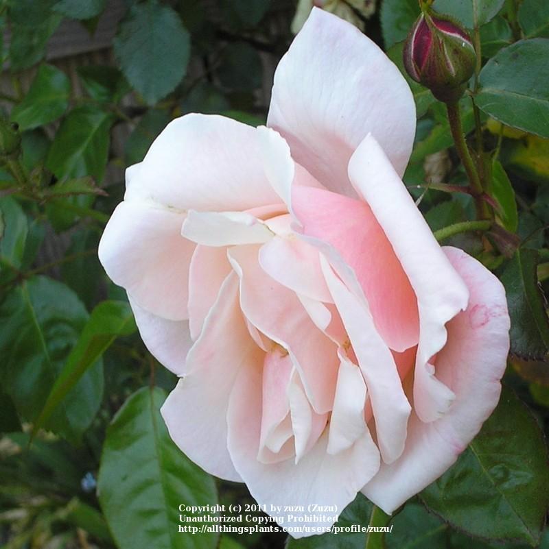Photo of Rose (Rosa 'Chanelle') uploaded by zuzu