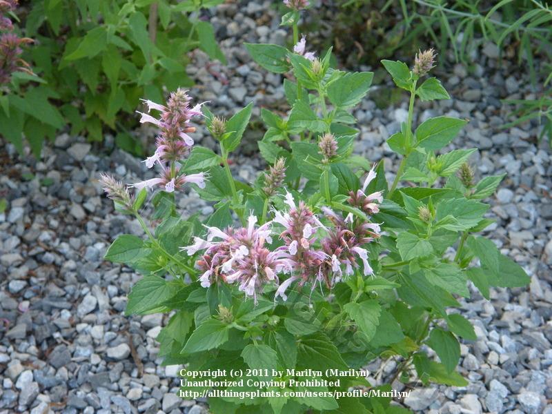 Photo of Hummingbird Mint (Agastache 'Cotton Candy') uploaded by Marilyn