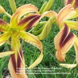 Location: Valley of the Daylilies in Lebanon, OH. Home of Dan and Jackie Bachman
Date: 2006-07-06