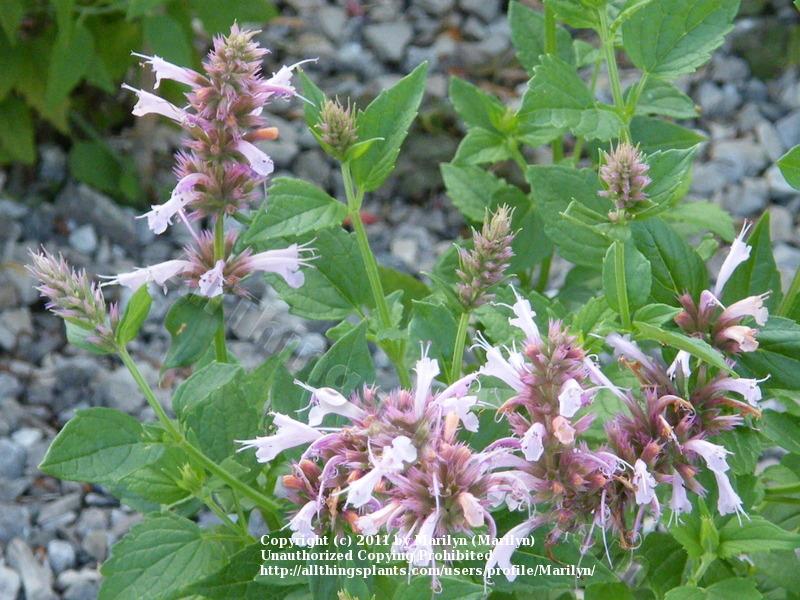 Photo of Hummingbird Mint (Agastache 'Cotton Candy') uploaded by Marilyn