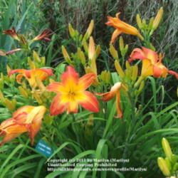 Location: Valley of the Daylilies in Lebanon, OH. Home of Dan (hybridizer) and Jackie Bachman
Date: 2006-07-06