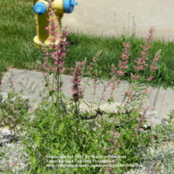 Location: My garden in Kentucky
Date: 2010-06-24