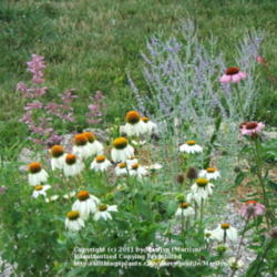 Location: My garden in Kentucky
Date: 2005-07-07
In a landscape setting in our backyard.