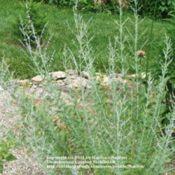 Location: My garden in Kentucky
Date: 2006-06-24
Taken at 1:47 pm