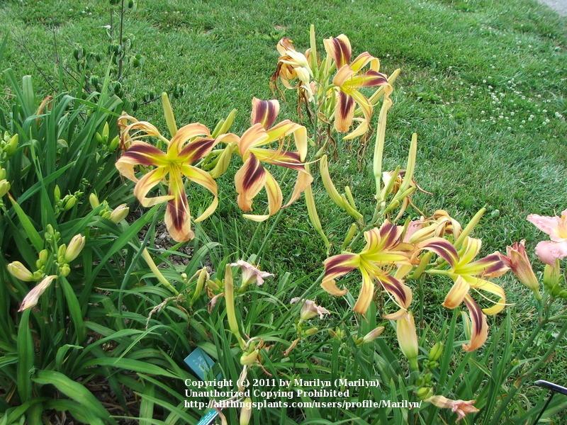 Photo of Daylily (Hemerocallis 'De Colores') uploaded by Marilyn