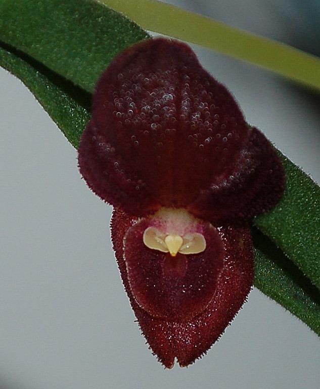 Photo of Orchid (Pleurothallis dilemma) uploaded by Ursula