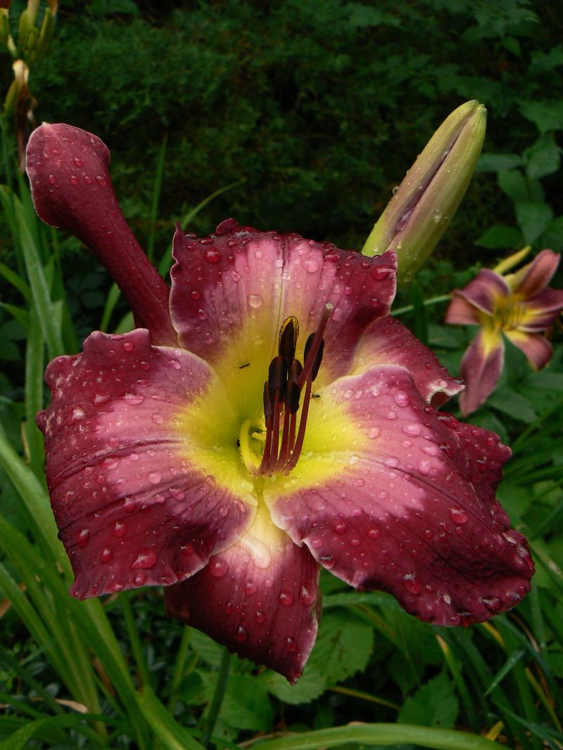 Photo of Daylily (Hemerocallis 'Cameroons') uploaded by annred97
