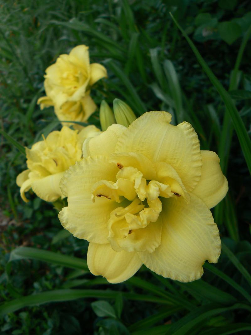Photo of Daylily (Hemerocallis 'Cabbage Flower') uploaded by annred97