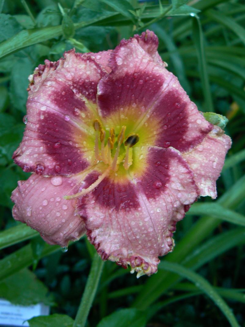 Photo of Daylily (Hemerocallis 'Continuous Beauty') uploaded by annred97