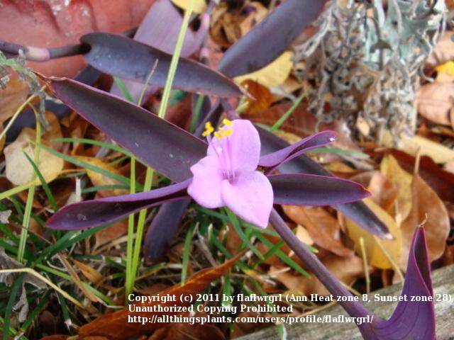 Photo of Purple Heart (Tradescantia pallida 'Purpurea') uploaded by flaflwrgrl