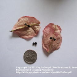 Location: zone 8/9 Lake City, Fl.
Date: 2011-11-16
ripe seeds with open seed pod