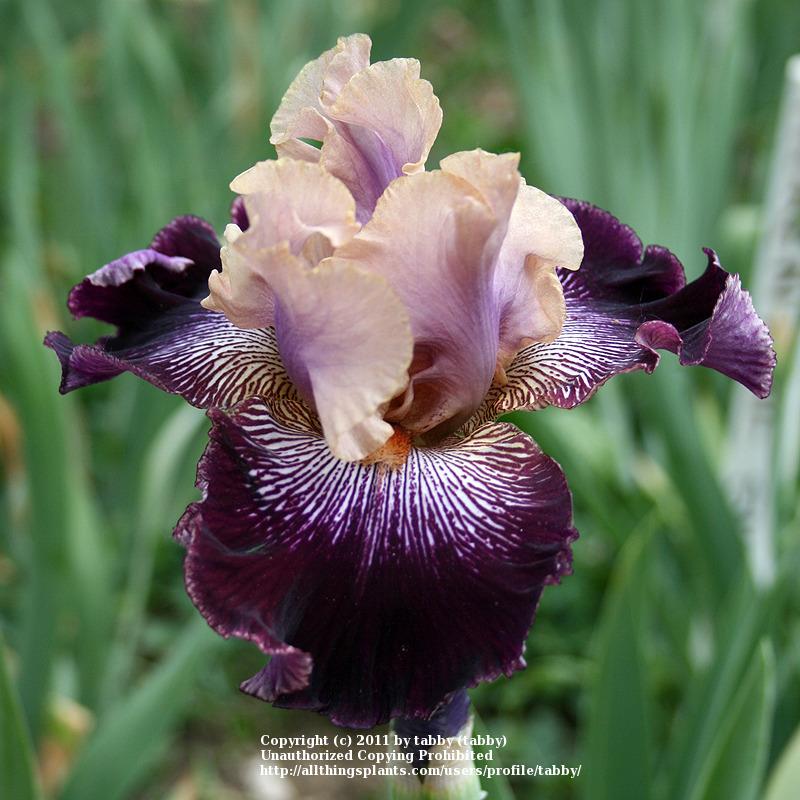 Photo of Tall Bearded Iris (Iris 'Astrology') uploaded by tabby