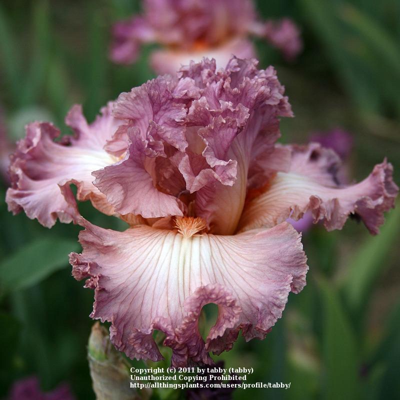 Photo of Tall Bearded Iris (Iris 'Social Graces') uploaded by tabby