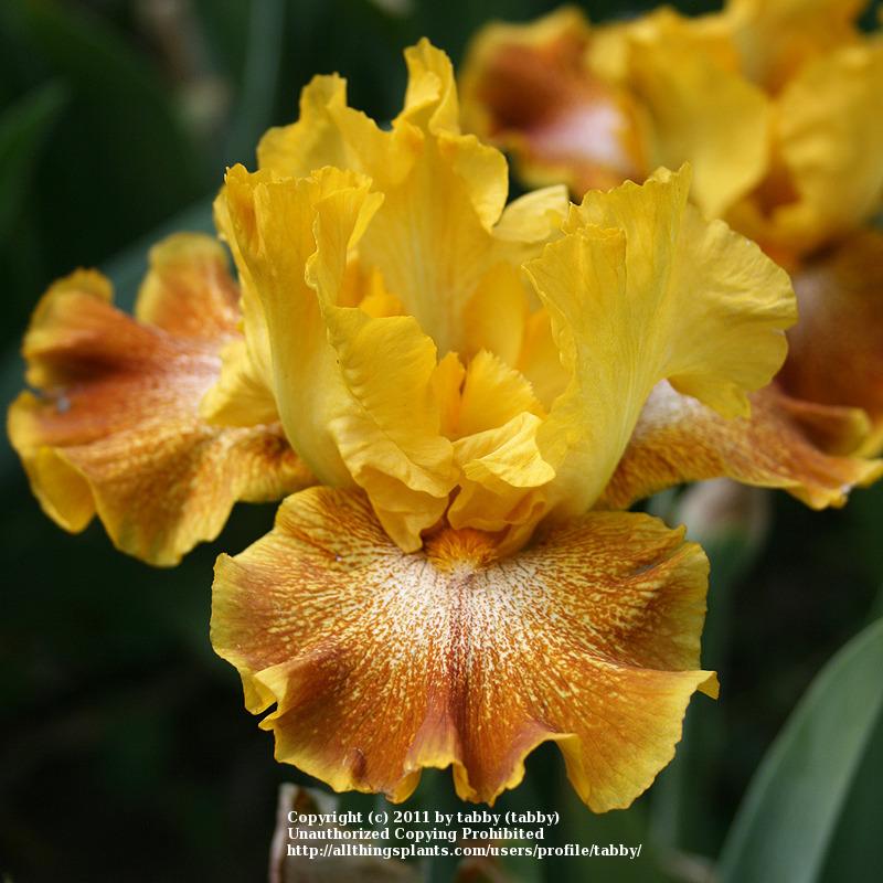Photo of Tall Bearded Iris (Iris 'Wild Jasmine') uploaded by tabby