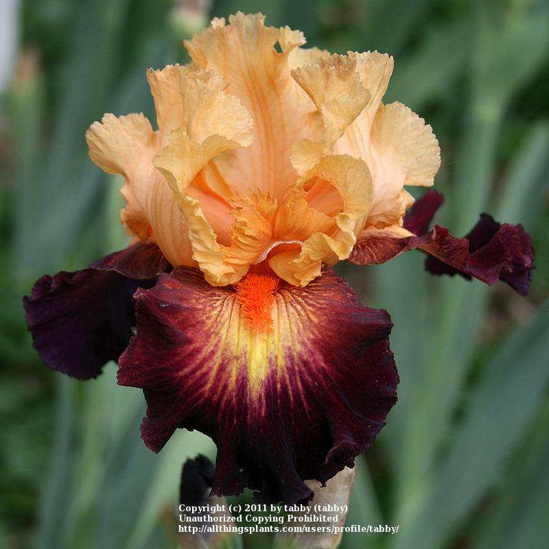 Photo of Tall Bearded Iris (Iris 'Original Art') uploaded by tabby