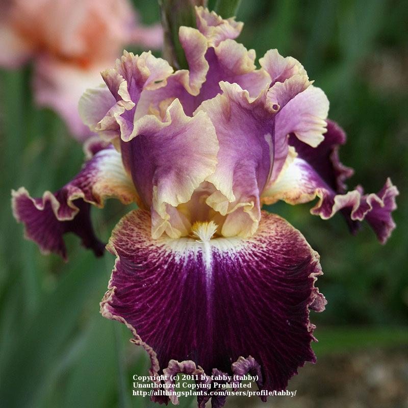 Photo of Tall Bearded Iris (Iris 'New Leaf') uploaded by tabby