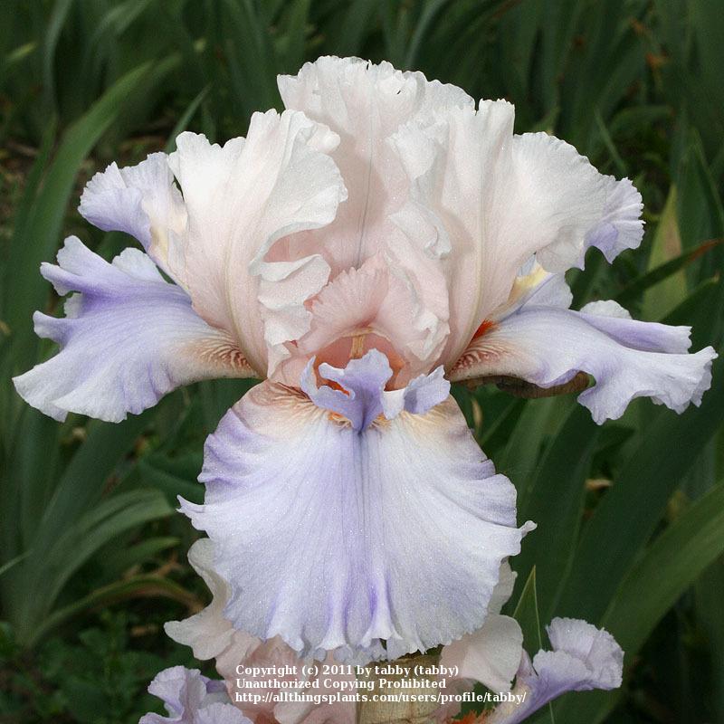 Photo of Tall Bearded Iris (Iris 'Announcement') uploaded by tabby