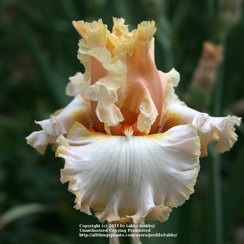 Photo of Tall Bearded Iris (Iris 'Pretty Bubbles') uploaded by tabby