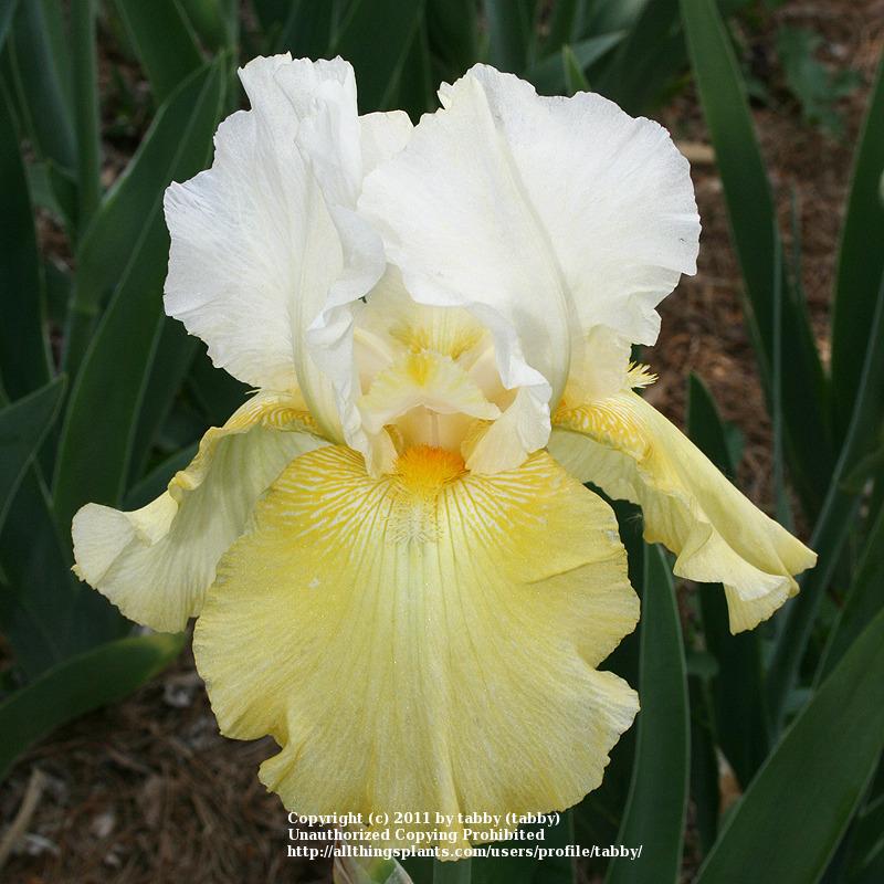 Photo of Tall Bearded Iris (Iris 'Wedding Candles') uploaded by tabby