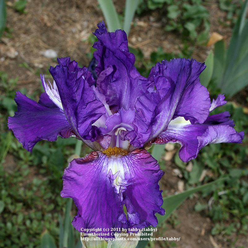 Photo of Tall Bearded Iris (Iris 'Thor's Lightning Bolt') uploaded by tabby