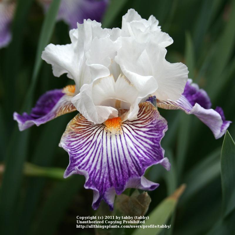 Photo of Border Bearded Iris (Iris 'Crow's Feet') uploaded by tabby