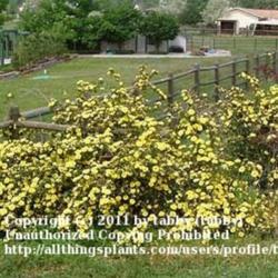 Location: My Garden, Arvada, Colorado
Date: june
About half of Harison' Yellow bush