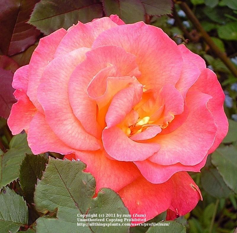 Photo of Rose (Rosa 'Mardi Gras') uploaded by zuzu