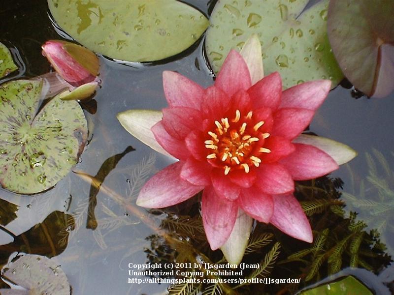 Photo of Hardy Water Lily (Nymphaea 'Attraction') uploaded by JJsgarden