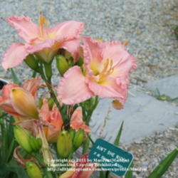 Location: Valley of the Daylilies in Lebanon, OH. Home of Dan and Jackie Bachman
Date: 2006-07-06