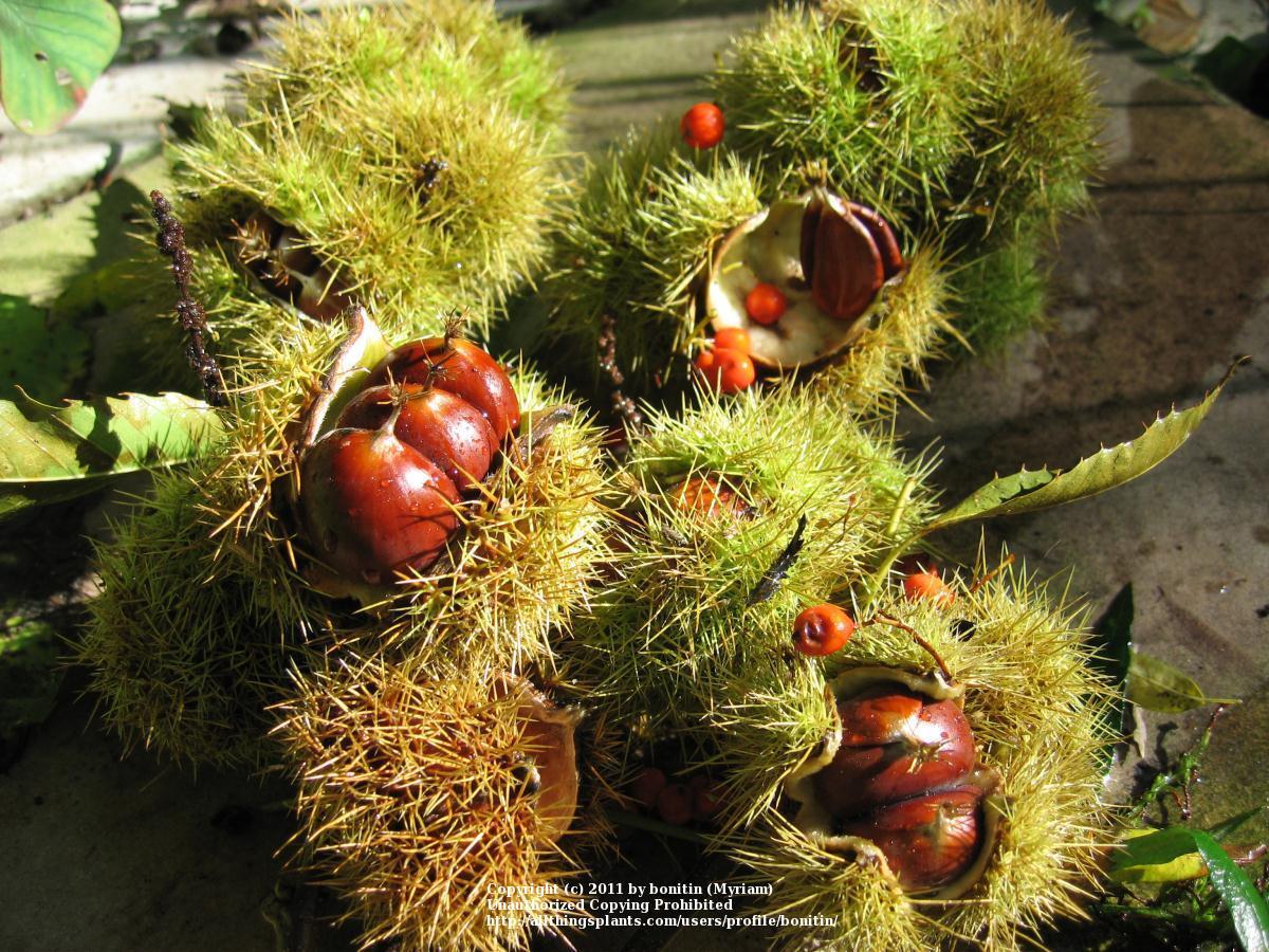 Photo of Sweet Chestnut (Castanea sativa) uploaded by bonitin