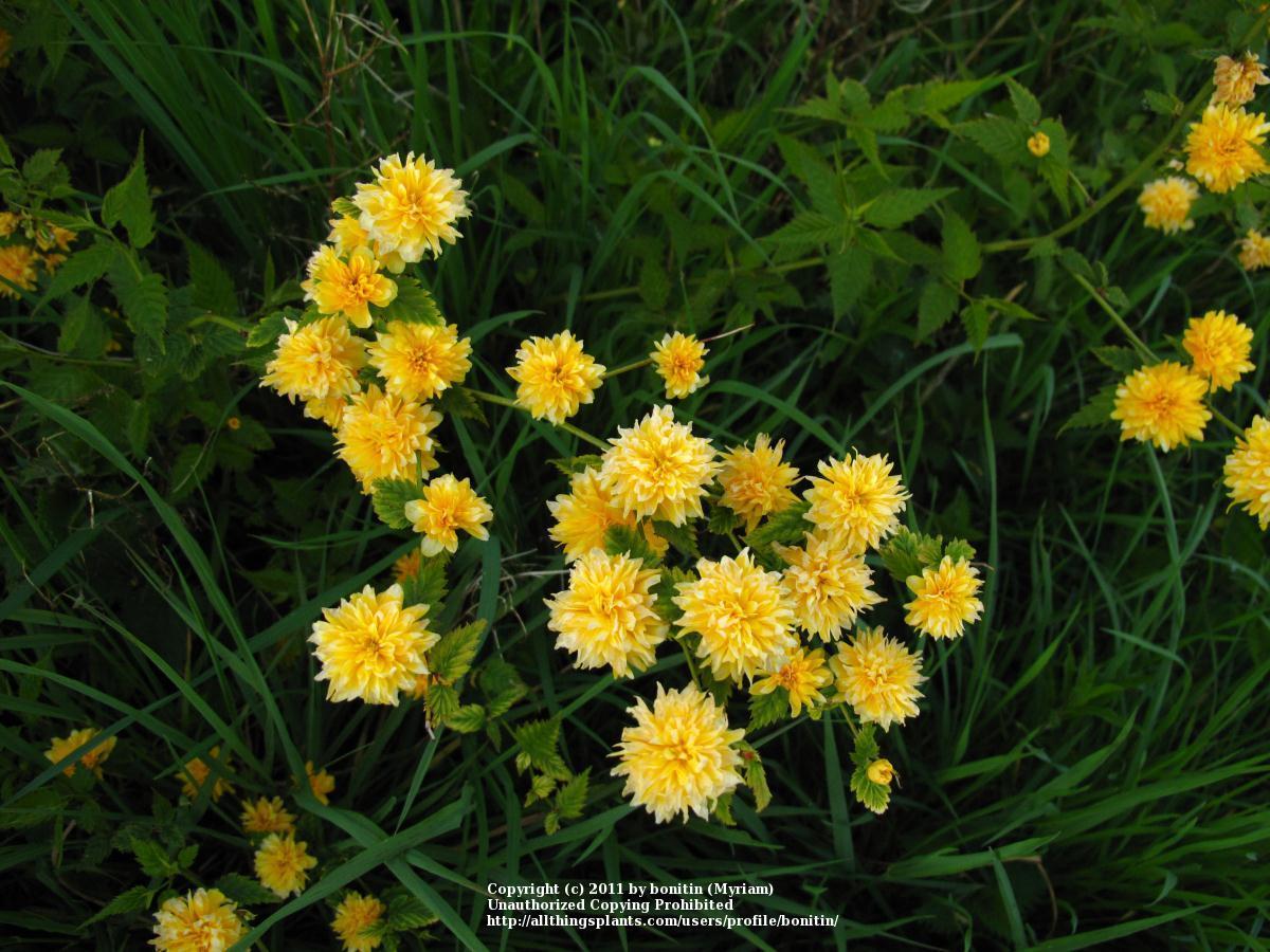 Photo of Double-Flowering Japanese Kerria (Kerria japonica 'Pleniflora') uploaded by bonitin