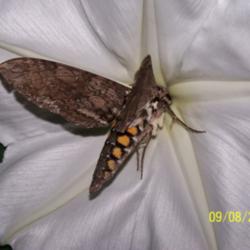 
Date: summer 2006
Hummingbird Moth 'getting into it'