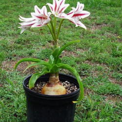 Location: North Carolina, USA
Date: June 13, 2006.
Recently potted plant blooming.