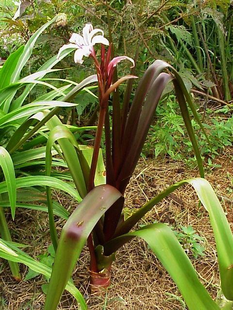 Photo of Crinum Lily (Crinum 'Sangria') uploaded by raydio