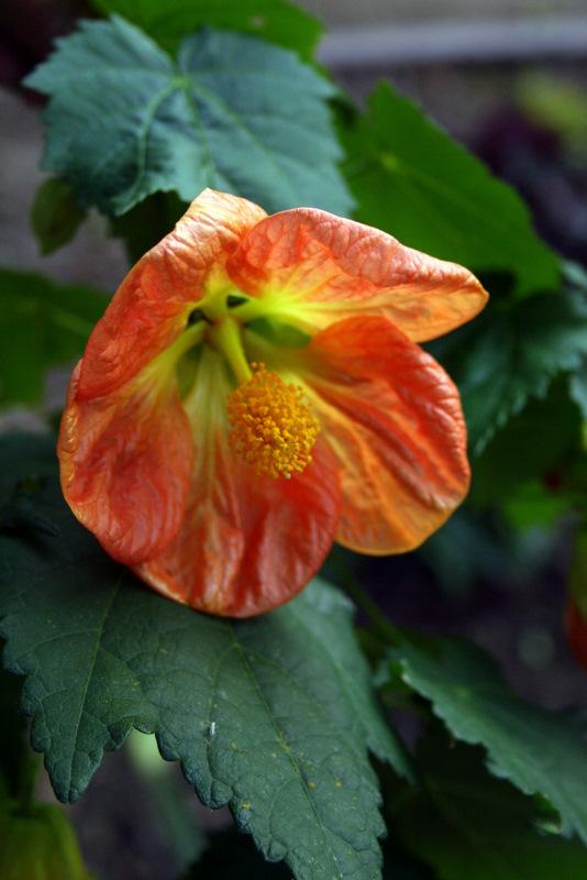 Photo of Flowering Maple (Abutilon 'Victor Reiter') uploaded by Calif_Sue