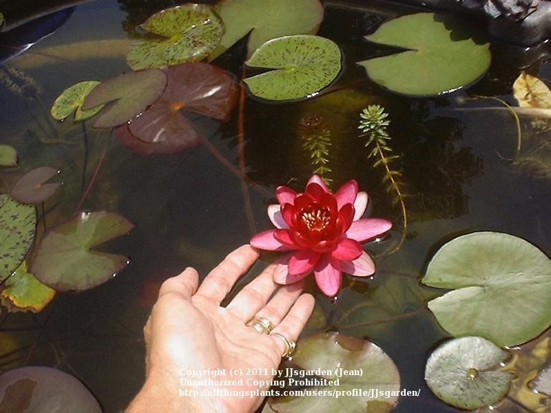 Photo of Hardy Water Lily (Nymphaea 'Perry's Baby Red') uploaded by JJsgarden