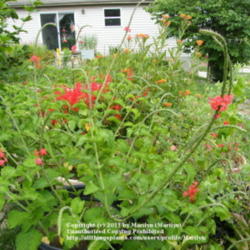 Location: My garden in Kentucky
Date: 2009-07-19