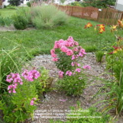 Location: My garden in Kentucky
Date: 2009-07-19
Showing 'Coral Creme Drop' in a landscape setting in our backyard