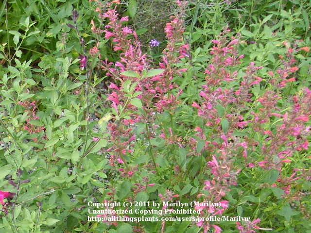 Photo of Giant Hyssop (Agastache 'Raspberry Summer') uploaded by Marilyn