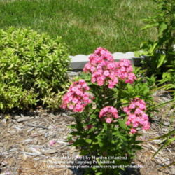 Location: My garden in Kentucky
Date: 2008-07-10
