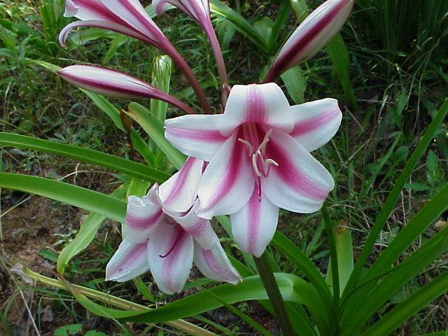 Photo of Crinum 'Schreck' uploaded by raydio