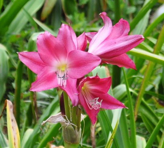 Photo of Crinum 'Sun Bonnet' uploaded by raydio