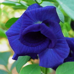 Location: North Carolina, USA
Date: July 19, 2006
My favorite blue flower.