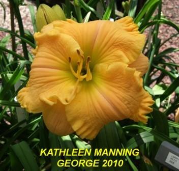 Photo of Daylily (Hemerocallis 'Kathleen Manning') uploaded by spunky1