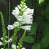 Obedient plant gets it's name because you can move the individual