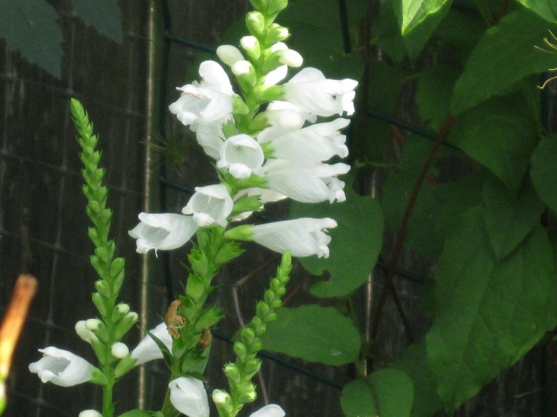 Photo of Obedient Plant (Physostegia virginiana 'Summer Snow') uploaded by Carolyn22