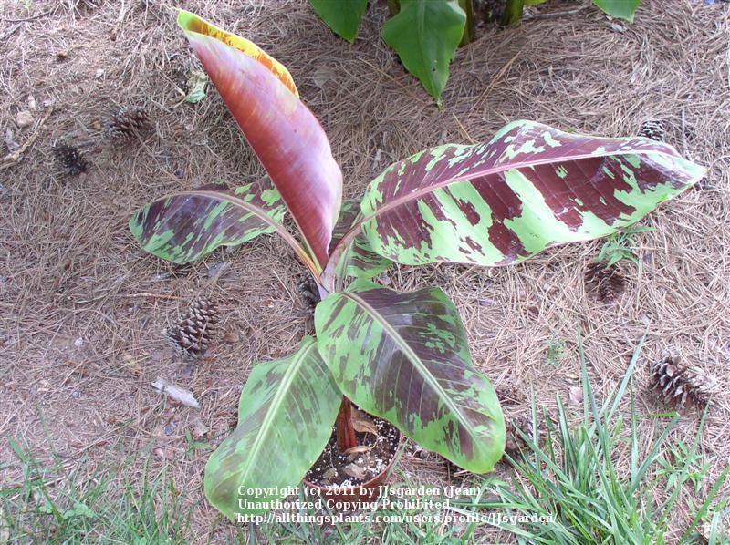 Photo of Blood Banana (Musa acuminata 'Zebrina') uploaded by JJsgarden