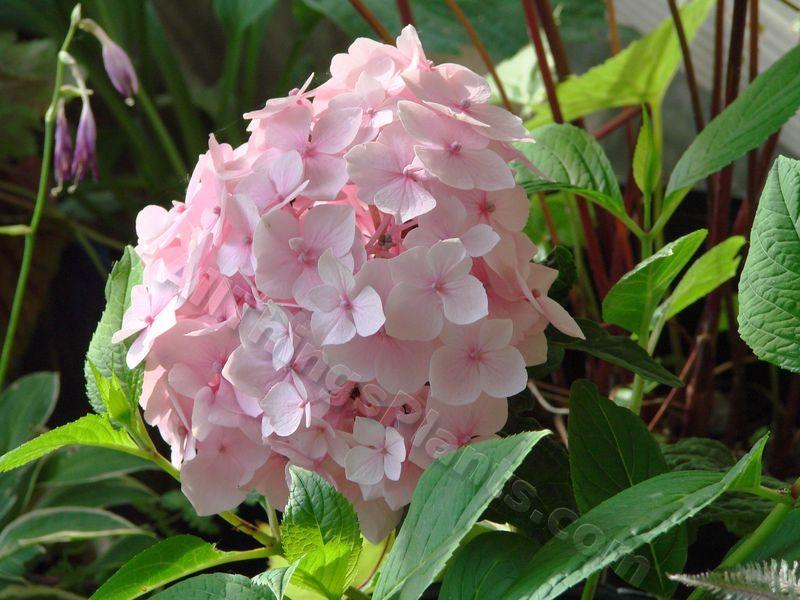 Photo of Bigleaf Hydrangea (Hydrangea macrophylla Endless Summer® The Original) uploaded by Joy