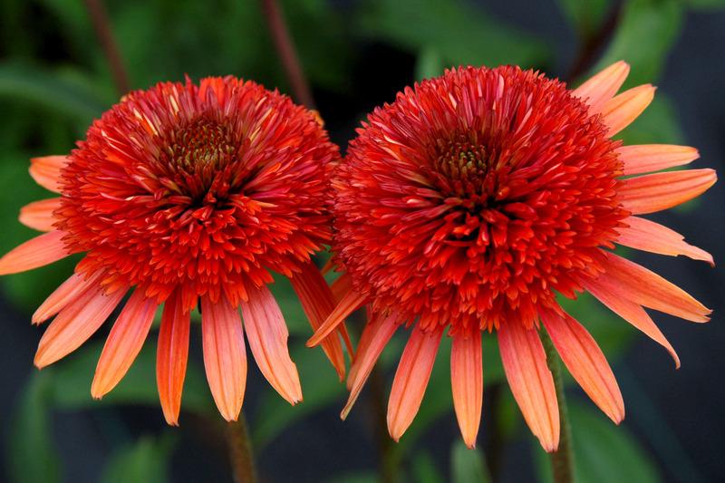 Photo of Coneflower (Echinacea 'Coral Reef') uploaded by NJBob